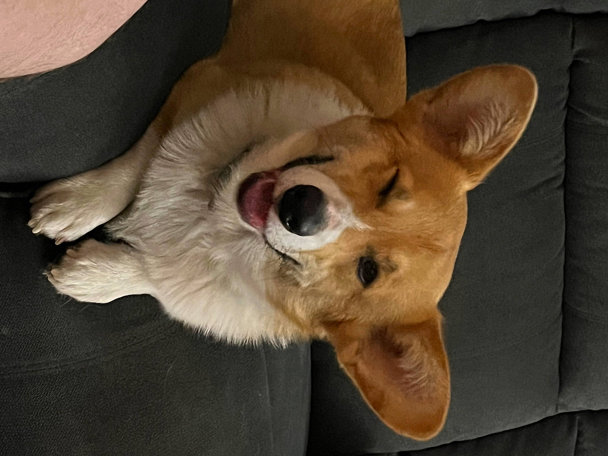 Charlie is registered to the contest to win money with this photo: canidae, carnivore, comfort, companion_dog, dog, dog_breed, dog_supply, ear, fawn, fur, nap, paw, sleep, snout, sporting_group, tail, terrestrial_animal, toy_dog, whiskers, working_animal