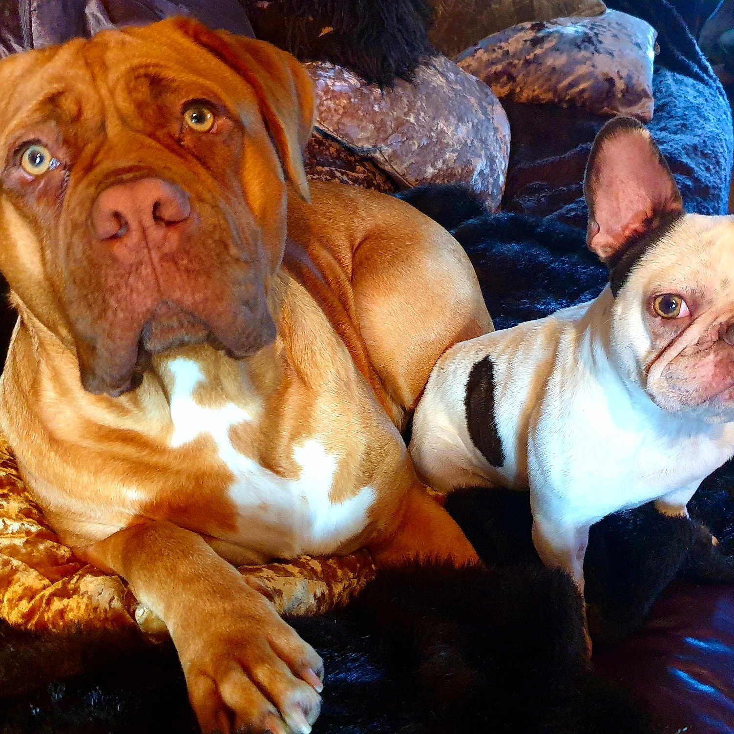 Betty is registered to the contest to win money with this photo: american_bulldog, ancient_dog_breeds, british_bulldogs, bulldog, canidae, carnivore, companion_dog, dog, dog_breed, dogue_de_bordeaux, mammal, molosser, non_sporting_group, old_english_bulldog, olde_english_bulldogge, rare_breed_dog, renascence_bulldogge, snout, vertebrate, working_dog