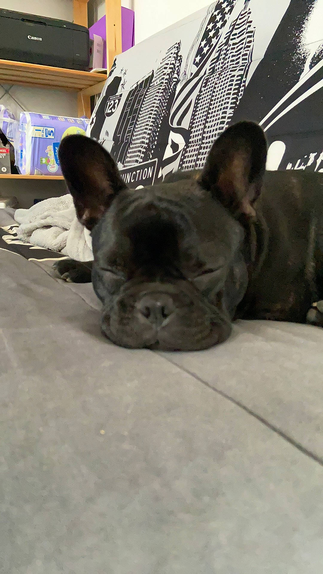 Nemo participe au concours pour gagner de l'argent avec cette photo : bulldog, carnivore, comfort, companion_dog, dog, dog_breed, ear, fawn, french_bulldog, grass, non_sporting_group, snout, terrestrial_animal, toy_dog, whiskers, working_animal, wrinkle