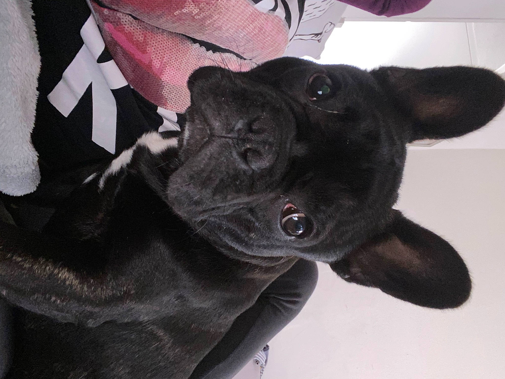 Nemo participe au concours pour gagner de l'argent avec cette photo : canidae, carmine, carnivore, collar, comfort, companion_dog, dog, dog_breed, ear, fawn, fur, grey, magenta, non_sporting_group, snout, sporting_group, toy, toy_dog, whiskers, working_animal