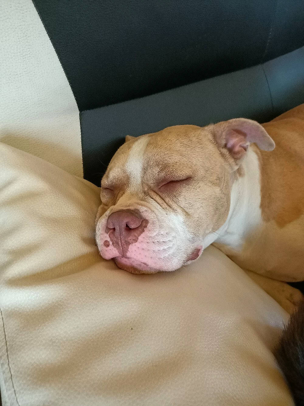 Pryska a rejoint le concours — aidez-le/la à gagner de superbes lots ! bulldog, canidae, carnivore, comfort, companion_dog, dog, dog_breed, dog_supply, fawn, fur, linens, nap, paw, puppy, sleep, sporting_group, terrestrial_animal, whiskers, working_animal, wrinkle