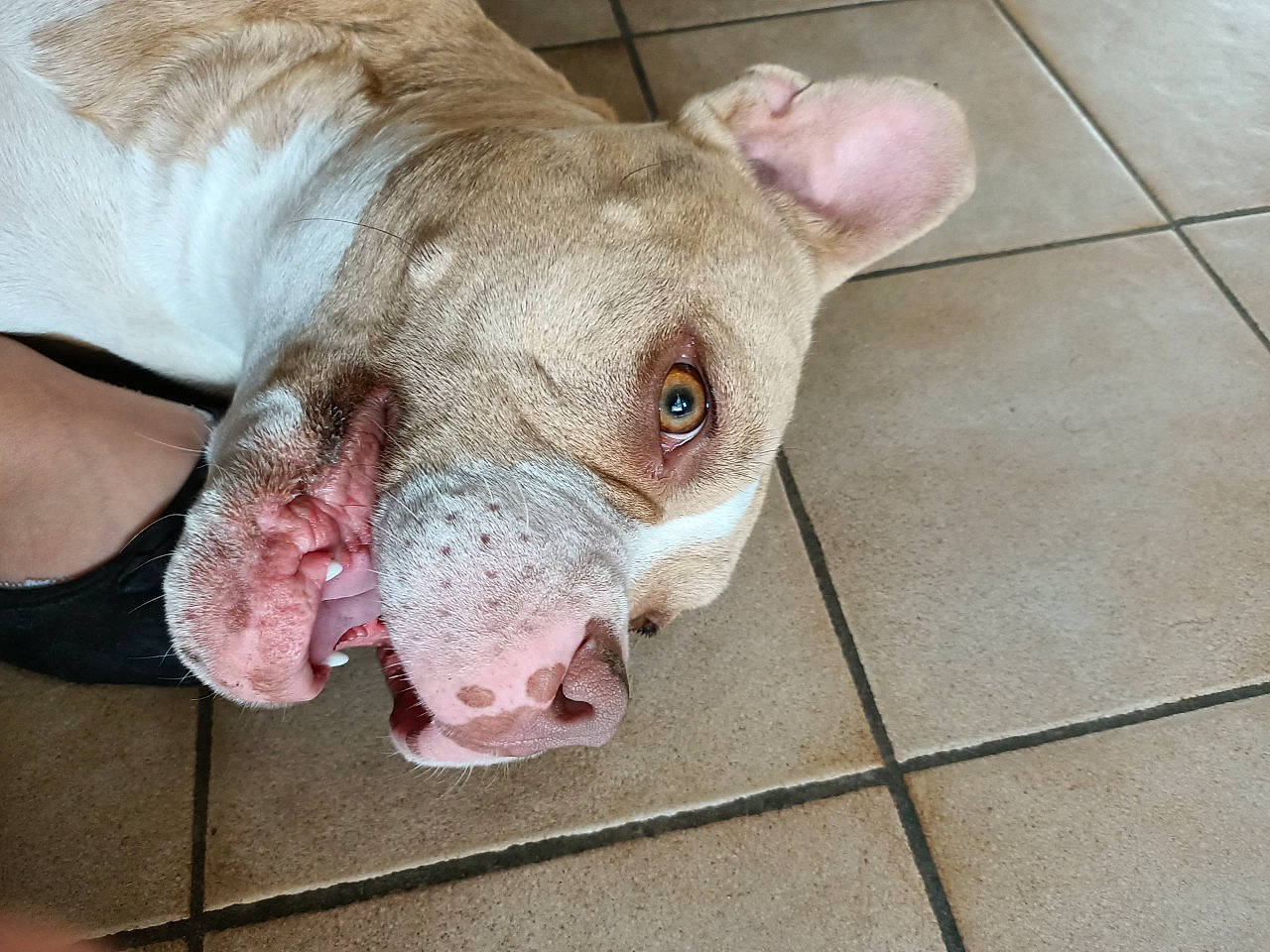 Pryska participe au concours pour gagner de l'argent avec cette photo : canidae, carnivore, companion_dog, dog, dog_breed, ear, eye, fawn, jaw, paw, puppy, scar, snout, sporting_group, terrestrial_animal, tile_flooring, toy_dog, whiskers, working_animal, wrinkle