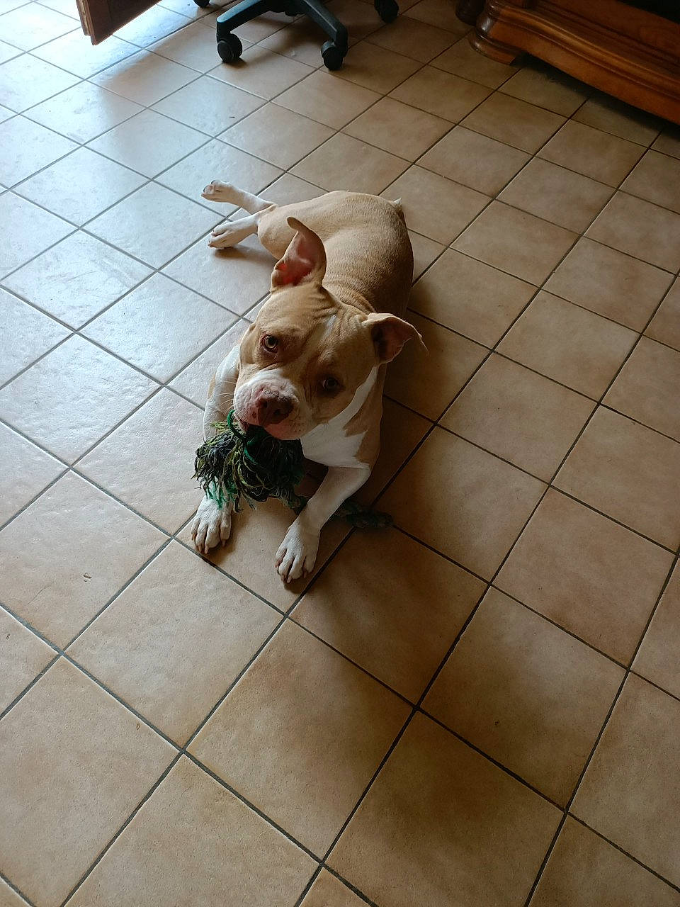 Pryska participe au concours pour gagner de l'argent avec cette photo : brown, carnivore, companion_dog, dog, dog_breed, fawn, felidae, floor, flooring, hardwood, human_leg, laminate_flooring, liver, sidewalk, tail, tile_flooring, toy_dog, wood, wood_flooring, working_animal