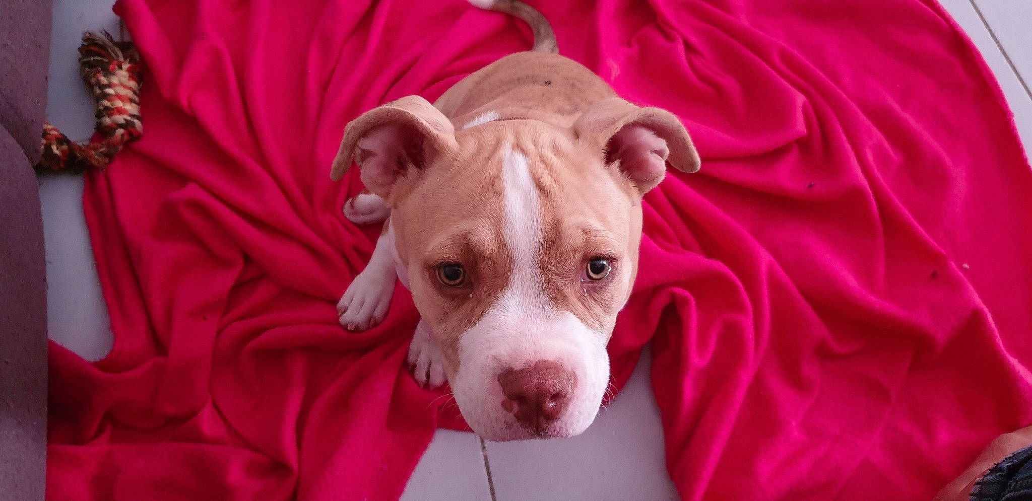 Pryska a rejoint le concours — aidez-le/la à gagner de superbes lots ! american_pit_bull_terrier, american_staffordshire_terrier, canidae, carnivore, companion_dog, dog, dog_breed, ear, fawn, mammal, non_sporting_group, nose, pink, pit_bull, puppy, snout, vertebrate, whiskers