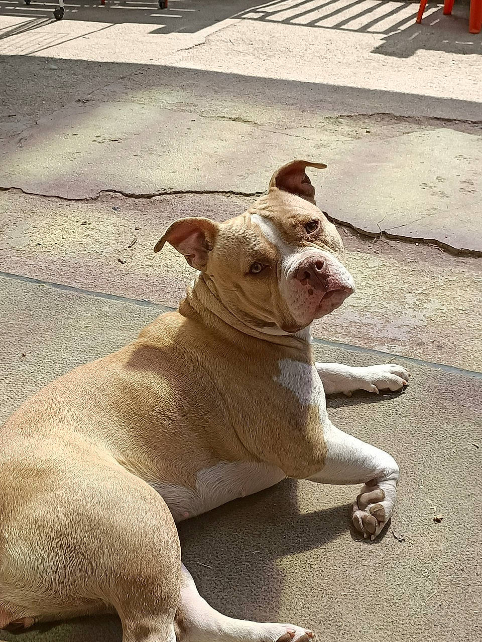 Pryska a rejoint le concours — aidez-le/la à gagner de superbes lots ! bulldog, canidae, carnivore, collar, companion_dog, dog, dog_breed, dog_collar, fawn, foot, paw, road_surface, shadow, snout, sporting_group, tail, terrestrial_animal, whiskers, working_animal, wrinkle