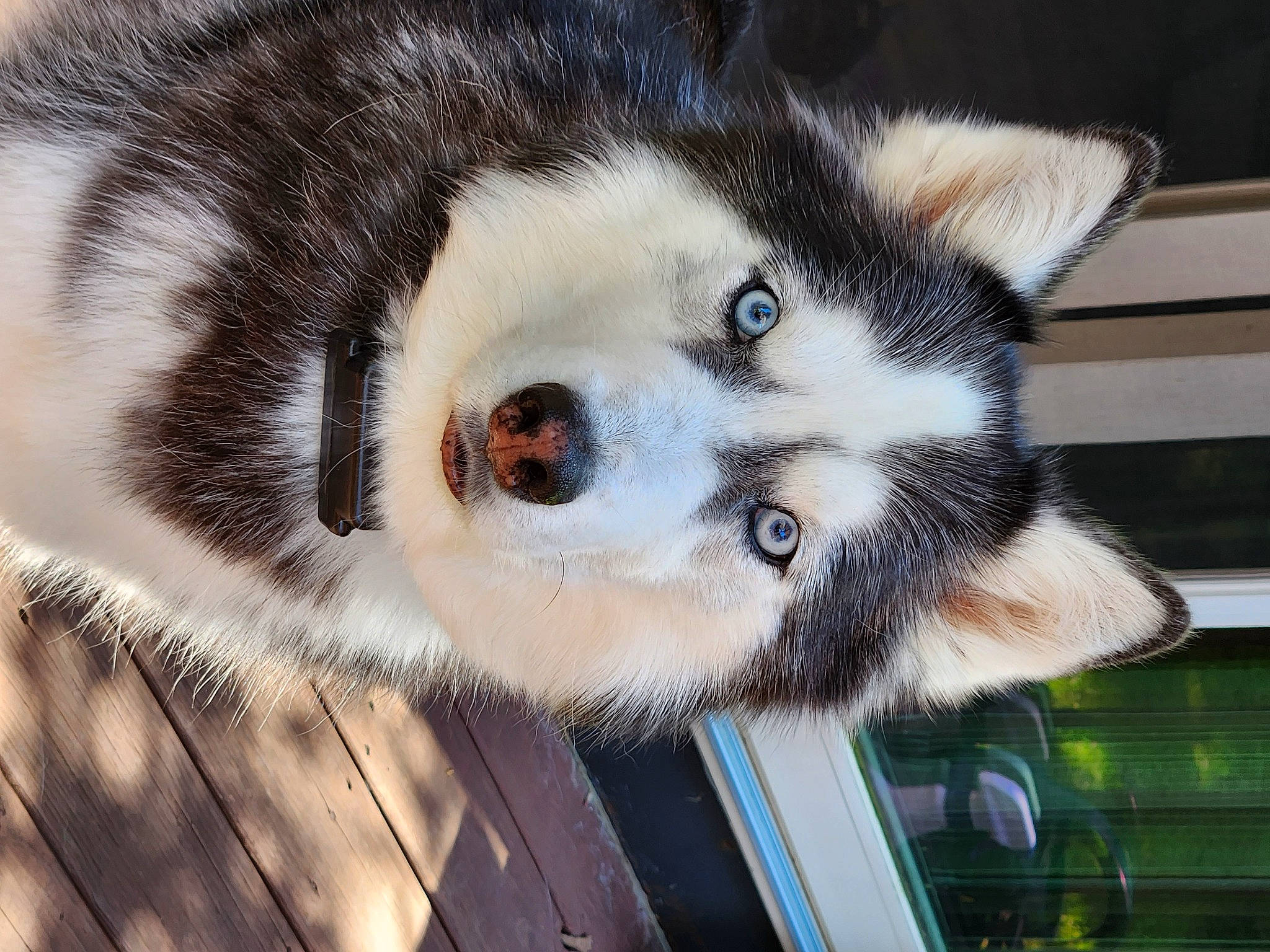 Misty is registered to the contest to win money with this photo: carnivore, dog, dog_breed, fur, snout, terrestrial_animal, whiskers, wildlife, zoo