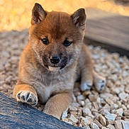 Venom a rejoint le concours — aidez-le/la à gagner de superbes lots ! adorable, animal, brown_fur, canine, close_up, cute, daylight, dog, fur, nature, outdoor, paw, pet, playful, puppy, resting, rocks, small, wood, young_animal