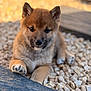 adorable, animal, brown_fur, canine, close_up, cute, daylight, dog, fur, nature, outdoor, paw, pet, playful, puppy, resting, rocks, small, wood, young_animal