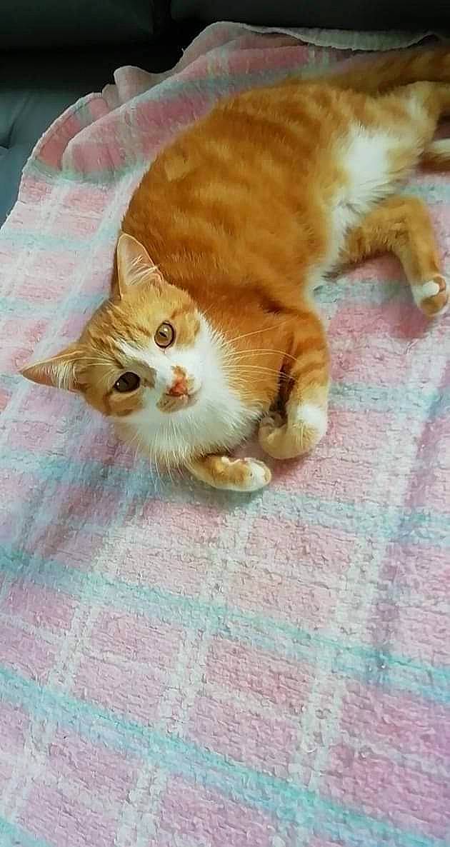 Dorémi participe au concours pour gagner de l'argent avec cette photo : carnivore, cat, domestic_short_haired_cat, fawn, felidae, fur, kitten, linens, paw, small_to_medium_sized_cats, snout, tabby_cat, tail, terrestrial_animal, vertebrate, whiskers