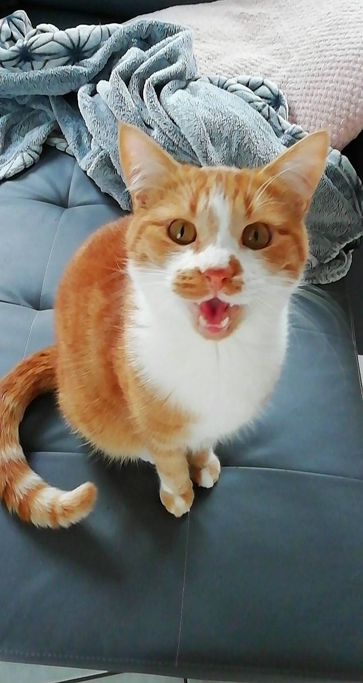 Dorémi participe au concours pour gagner de l'argent avec cette photo : carnivore, cat, cat_supply, comfort, couch, domestic_short_haired_cat, felidae, fur, grey, living_room, organism, paw, peach, pet_supply, small_to_medium_sized_cats, snout, tail, tongue, vertebrate, whiskers