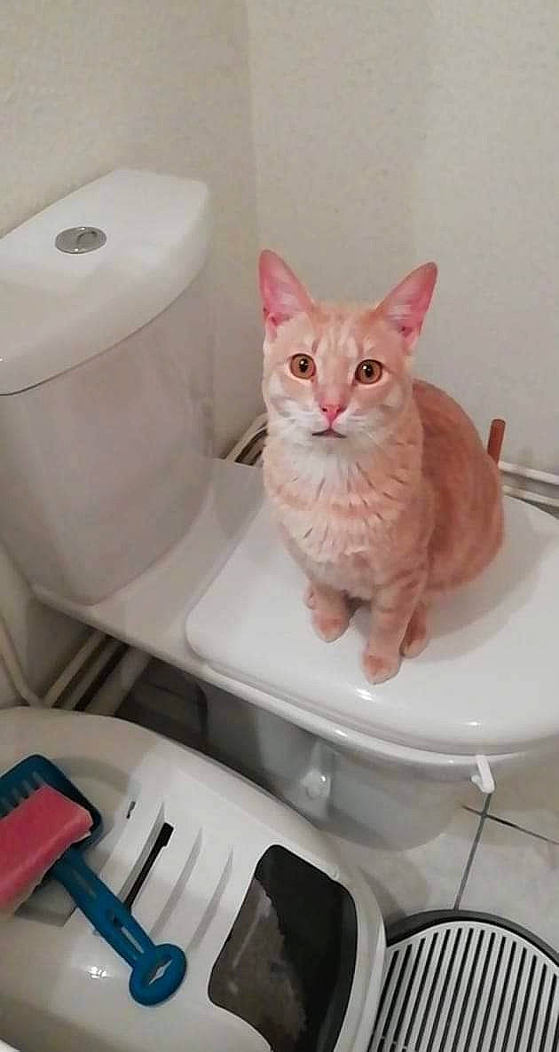 Fluto participe au concours pour gagner de l'argent avec cette photo : bathroom, carnivore, cat, ceramic, domestic_short_haired_cat, felidae, household_supply, kitten, paper, peach, pet_supply, pink, plastic, plumbing, plumbing_fixture, small_to_medium_sized_cats, toilet, toilet_seat, vertebrate, whiskers