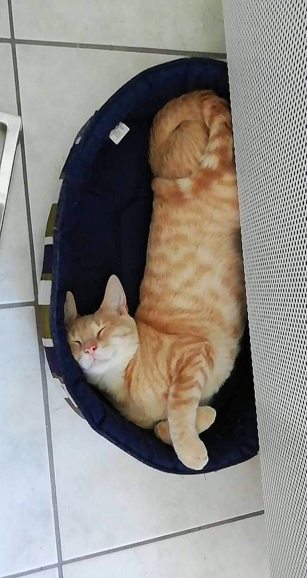 Fluto a rejoint le concours — aidez-le/la à gagner de superbes lots ! carnivore, cat, comfort, domestic_short_haired_cat, fawn, felidae, fur, mammal, paw, peach, pet_supply, small_to_medium_sized_cats, tabby_cat, tail, tile, tile_flooring, vertebrate, whiskers