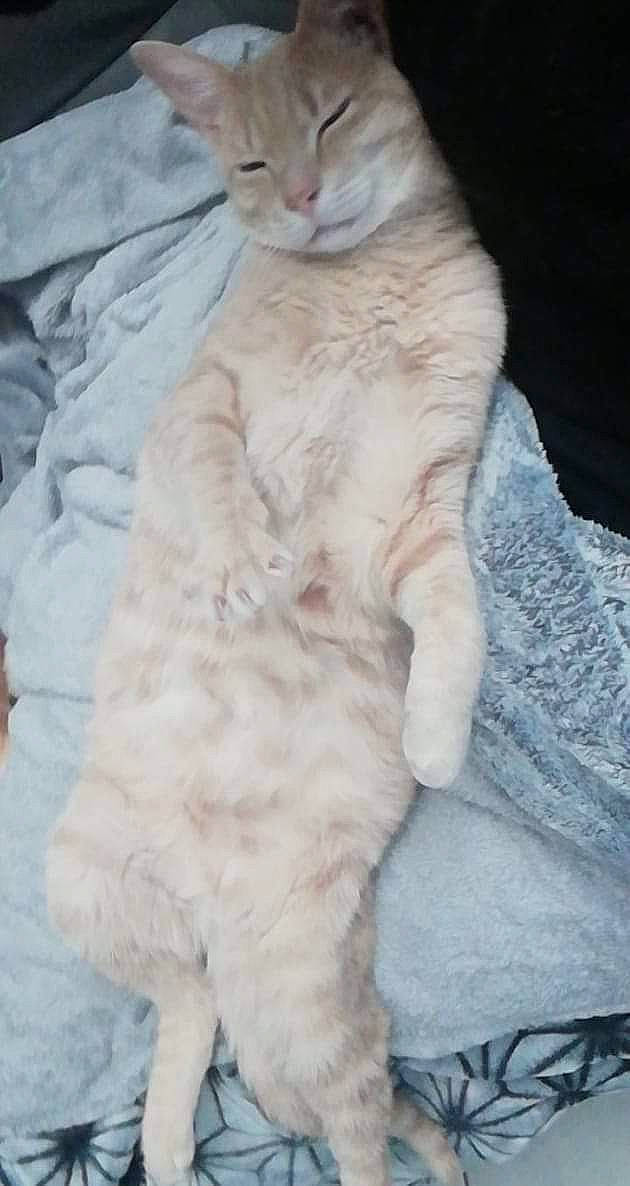 Fluto participe au concours pour gagner de l'argent avec cette photo : carnivore, cat, domestic_short_haired_cat, fawn, felidae, fur, paw, peach, small_to_medium_sized_cats, snout, tail, vertebrate, whiskers