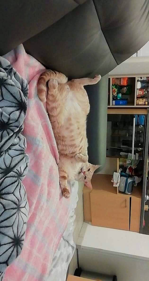 Fluto a rejoint le concours — aidez-le/la à gagner de superbes lots ! cabinetry, carnivore, cat, cupboard, felidae, fur, home_appliance, kitchen_appliance, paw, peach, refrigerator, shelf, shelving, small_to_medium_sized_cats, tail, vertebrate, whiskers