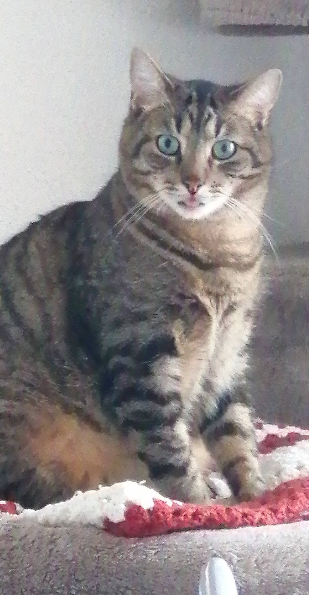 Albator participe au concours pour gagner de l'argent avec cette photo : carnivore, cat, domestic_short_haired_cat, european_shorthair, felidae, fur, iris, kitten, mammal, organism, paw, pet_supply, small_to_medium_sized_cats, snapshot, snout, tail, terrestrial_animal, toe, vertebrate, whiskers