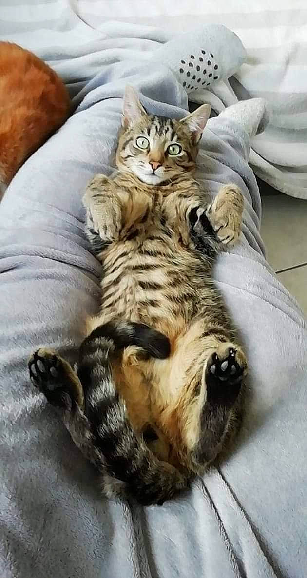 Albator participe au concours pour gagner de l'argent avec cette photo : carnivore, cat, claw, comfort, domestic_short_haired_cat, felidae, fur, grey, linens, organism, paw, small_to_medium_sized_cats, snout, tabby_cat, tail, terrestrial_animal, toe, vertebrate, whiskers