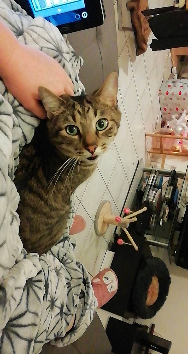 Albator a rejoint le concours — aidez-le/la à gagner de superbes lots ! carnivore, cat, ceramic, domestic_short_haired_cat, felidae, fur, kitchen_utensil, pet_supply, small_to_medium_sized_cats, snout, tabby_cat, vertebrate, whiskers