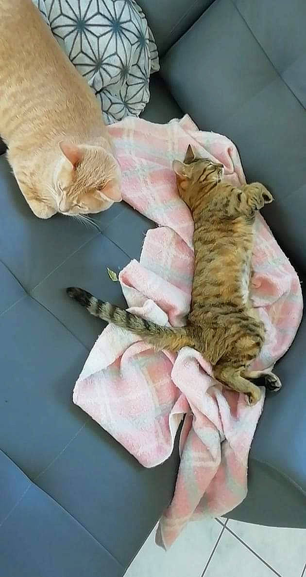 Pandora a rejoint le concours — aidez-le/la à gagner de superbes lots ! carnivore, cat, comfort, domestic_short_haired_cat, felidae, fur, mammal, nap, organism, paw, pet_supply, small_to_medium_sized_cats, tabby_cat, vertebrate, whiskers