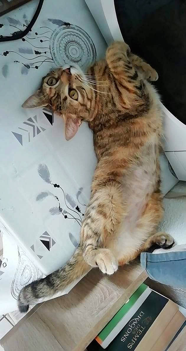 Pandora participe au concours pour gagner de l'argent avec cette photo : carnivore, cat, claw, domestic_short_haired_cat, felidae, fur, paw, small_to_medium_sized_cats, tabby_cat, tail, terrestrial_animal, tongue, vertebrate, whiskers