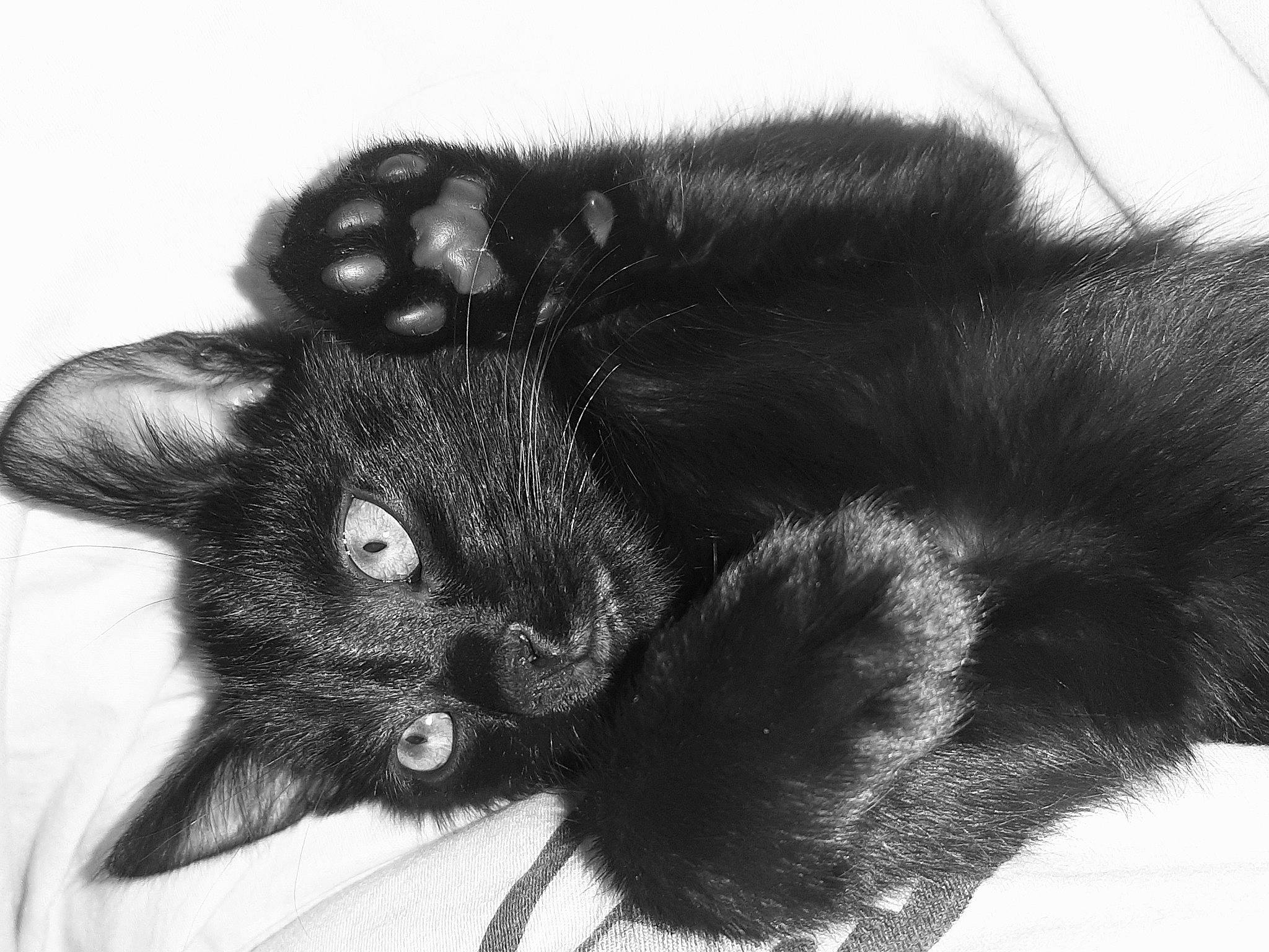 Ely a rejoint le concours — aidez-le/la à gagner de superbes lots ! black_cat, carnivore, cat, claw, dog_breed, domestic_short_haired_cat, ear, eye, felidae, fur, gesture, iris, monochrome, monochrome_photography, paw, small_to_medium_sized_cats, snout, tail, terrestrial_animal, whiskers