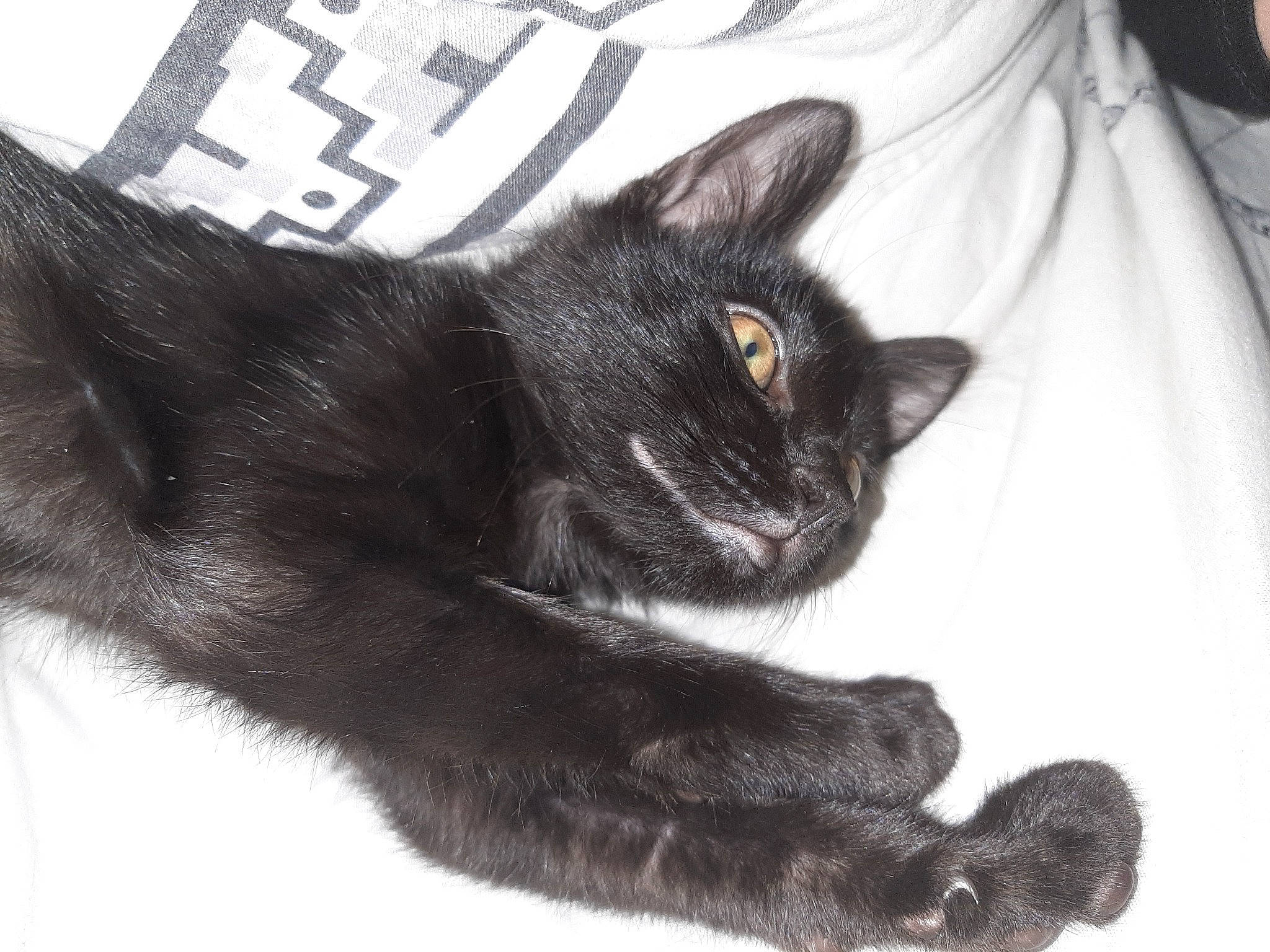 Ely a rejoint le concours — aidez-le/la à gagner de superbes lots ! black, black_cat, bombay, carnivore, cat, claw, comfort, domestic_short_haired_cat, eye, felidae, fur, grey, head, monochrome_photography, paw, sleeve, small_to_medium_sized_cats, snout, tail, whiskers