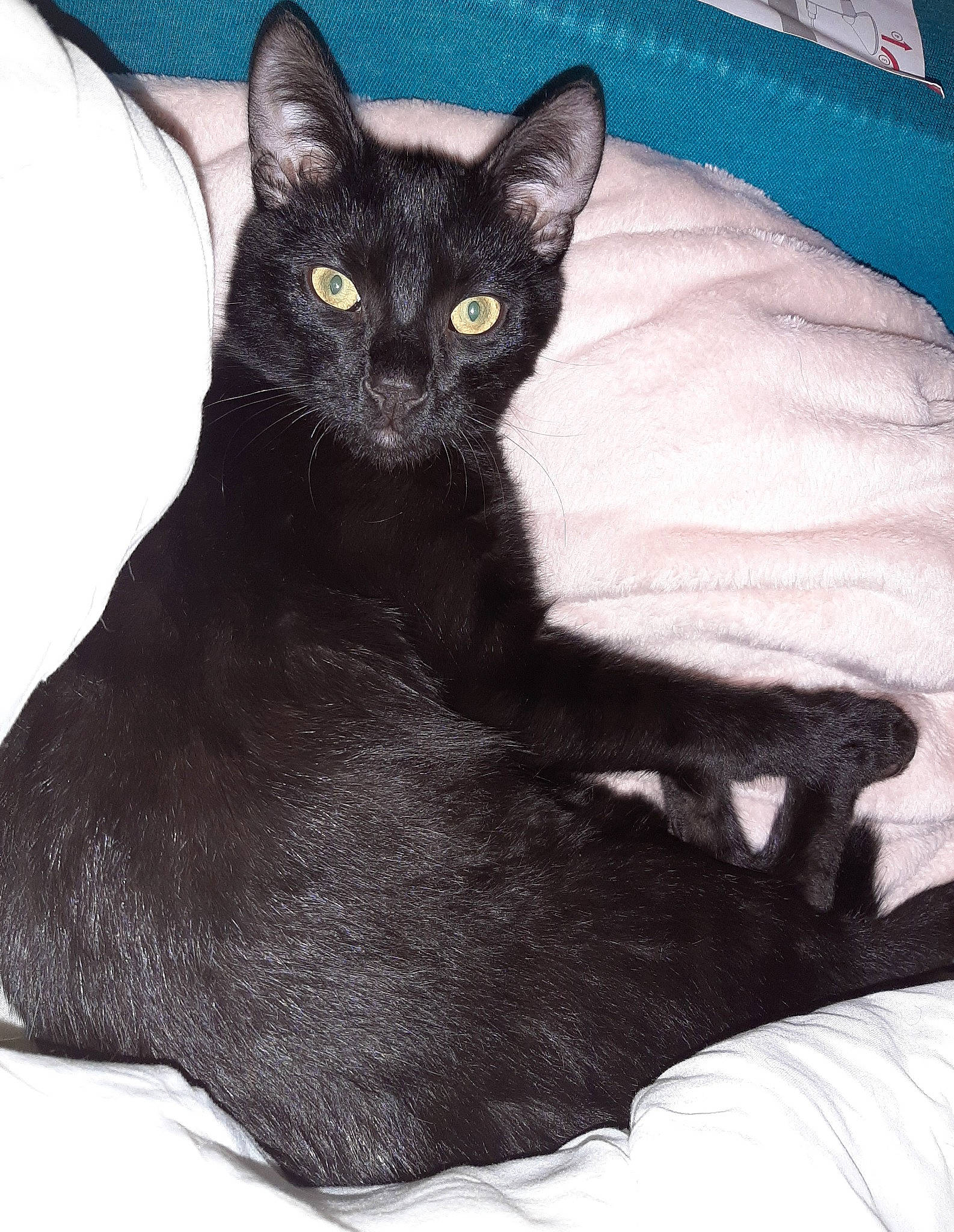 Ely participe au concours pour gagner de l'argent avec cette photo : black_cat, bombay, carnivore, cat, cat_supply, claw, comfort, domestic_short_haired_cat, eye, felidae, fur, havana_brown, pet_supply, sitting, small_to_medium_sized_cats, snout, tail, whiskers