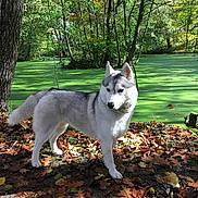 Unik a rejoint le concours — aidez-le/la à gagner de superbes lots ! dog, siberian_husky, forest, pond, green_algae, tree, leaves, autumn, sunlight, shadow, nature, outdoor, animal, canine, fur, standing, daylight, park, fall, moss