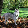 dog, siberian_husky, forest, pond, green_algae, tree, leaves, autumn, sunlight, shadow, nature, outdoor, animal, canine, fur, standing, daylight, park, fall, moss