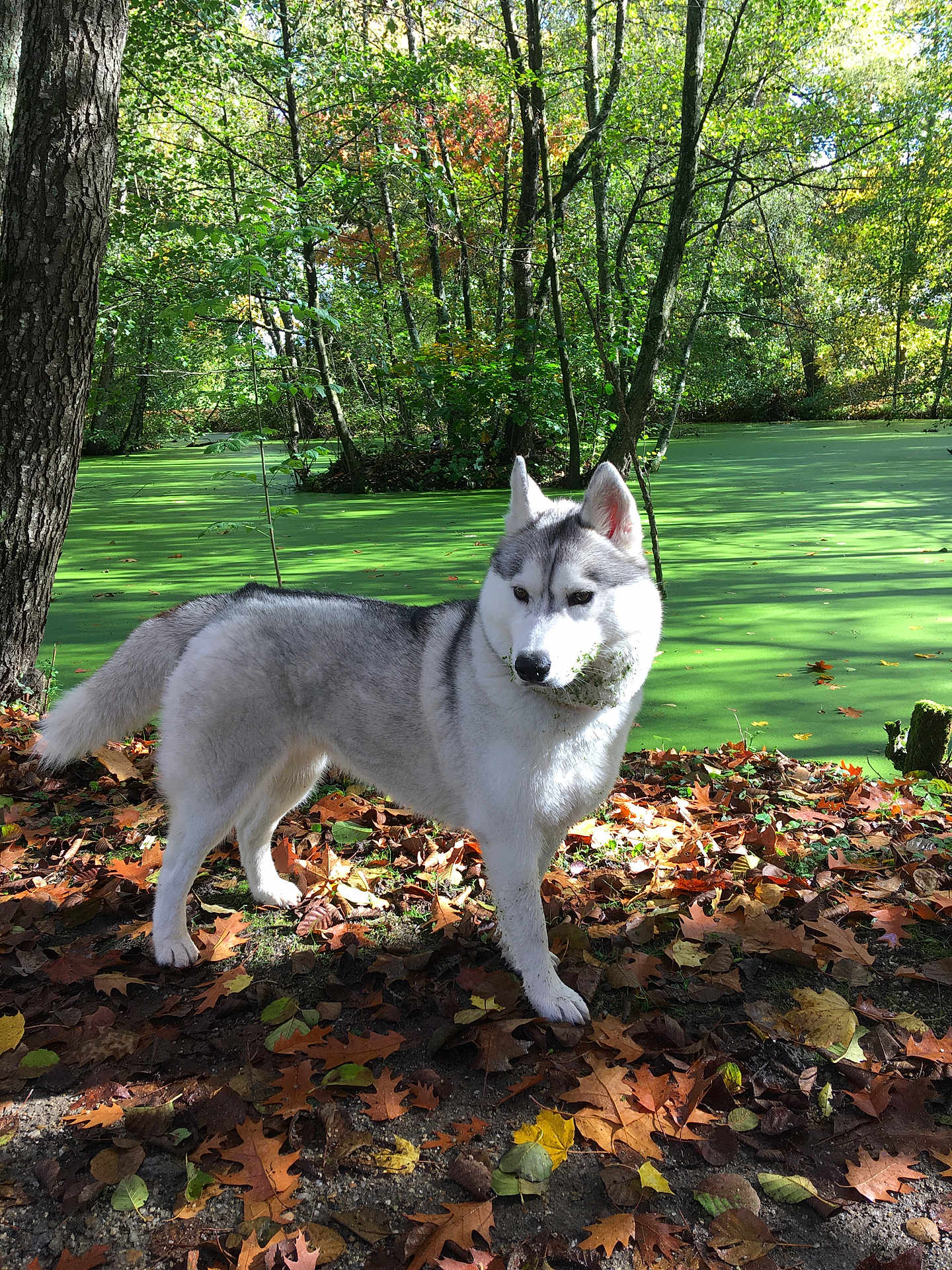 Unik a rejoint le concours — aidez-le/la à gagner de superbes lots ! dog, siberian_husky, forest, pond, green_algae, tree, leaves, autumn, sunlight, shadow, nature, outdoor, animal, canine, fur, standing, daylight, park, fall, moss