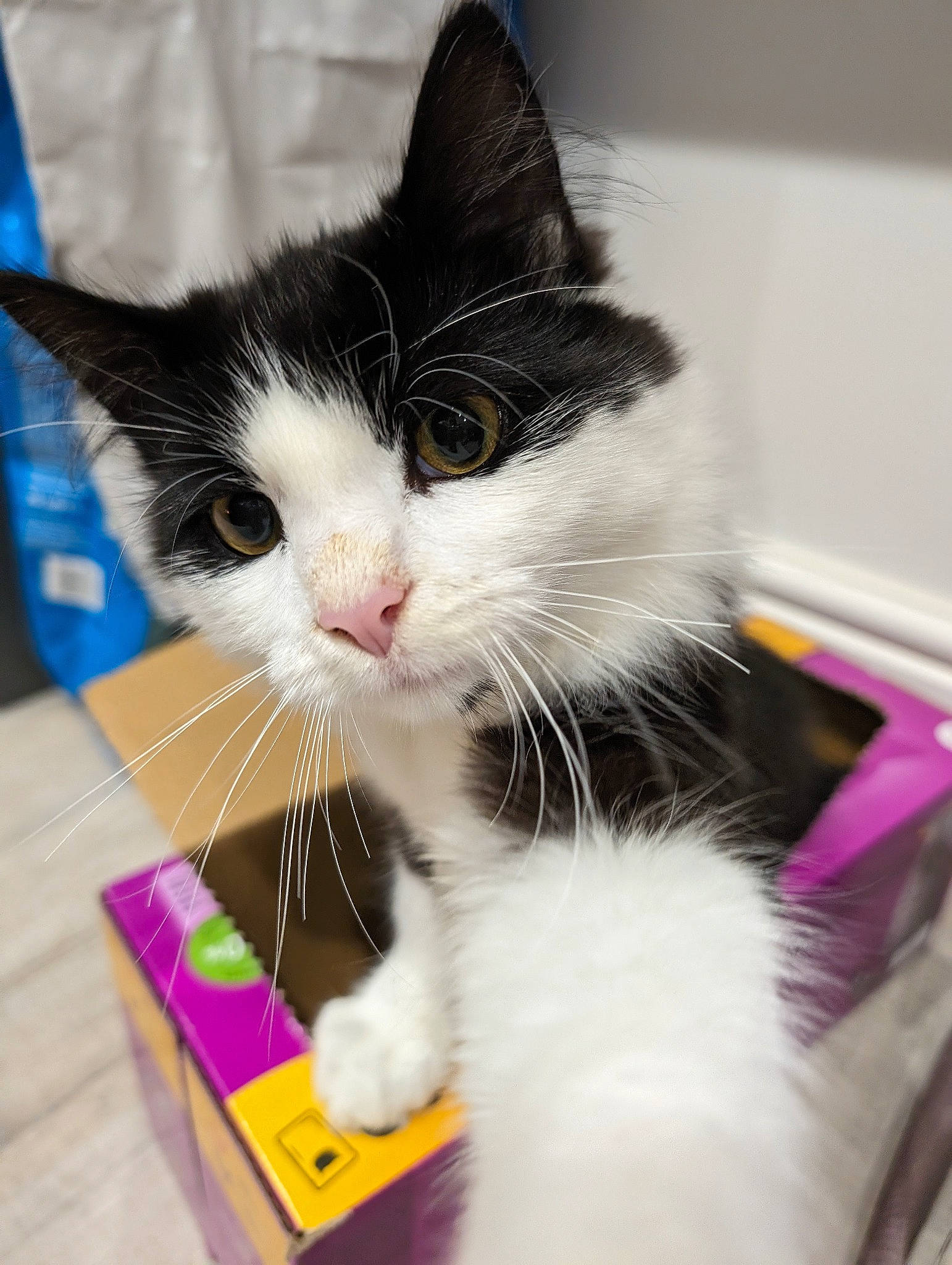 Luca is registered to the contest to win money with this photo: box, carnivore, cat, claw, comfort, domestic_short_haired_cat, felidae, flooring, foot, fur, paw, pet_supply, sitting, small_to_medium_sized_cats, snout, tail, whiskers