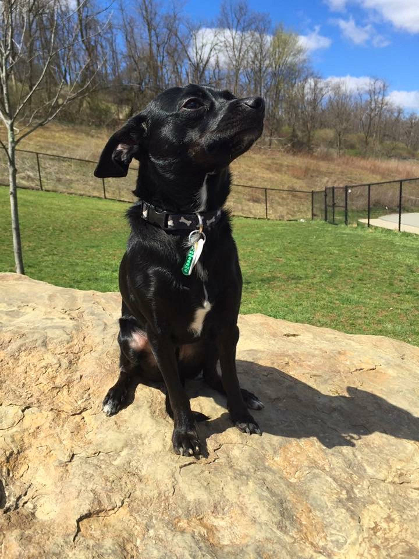 Gizmo joined the competition — help win amazing prizes! borador, dog, dog_breed, dog_breed_group, dog_crossbreeds, dog_like_mammal, labrador_retriever, patterdale_terrier, snout, sporting_group