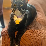 Maxie is registered to the contest to win money with this photo: animal, black_and_white_fur, cat, close_up, collar, couch, curious, domestic_cat, feline, furniture, home, indoor, mammal, paws, pet, relaxed, tag, tuxedo_cat, whiskers, yellow_eyes