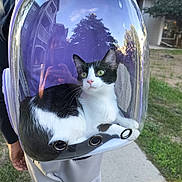 Cici joined the competition — help win amazing prizes! cat, backpack, transparent, bubble, reflection, outdoor, sidewalk, grass, tree, building, window, person, pants, hand, pet, animal, curious, black_and_white, fur, whiskers