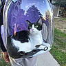 cat, backpack, transparent, bubble, reflection, outdoor, sidewalk, grass, tree, building, window, person, pants, hand, pet, animal, curious, black_and_white, fur, whiskers