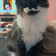Bambou participe au concours pour gagner de l'argent avec cette photo : cat, black_and_white, fluffy, sitting, indoor, couch, pet, whiskers, cute, feline, mustache_marking, living_room, television, remote_control, furniture, domestic_animal, paw, fur, alert, close_up