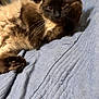 cat, siamese_cat, fluffy, pet, indoor, blanket, blue_blanket, feline, relaxed, paw, fur, whiskers, animal, cute, resting, cozy, home, curious, portrait, laying_down
