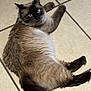 cat, siamese, blue_eyes, fluffy, lying_down, floor, tile, pet, animal, fur, whiskers, relaxed, indoor, looking_back, cute, mammal, tail, paw, domestic, feline