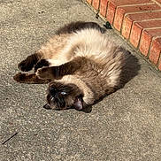 Baby is registered to the contest to win money with this photo: cat, siamese_cat, feline, pet, outdoor, concrete, brick, sunlight, relaxed, blue_eyes, fur, whiskers, paws, sleepy, mammal, animal, laying, ground, daylight, closeup