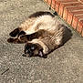 cat, siamese_cat, feline, pet, outdoor, concrete, brick, sunlight, relaxed, blue_eyes, fur, whiskers, paws, sleepy, mammal, animal, laying, ground, daylight, closeup