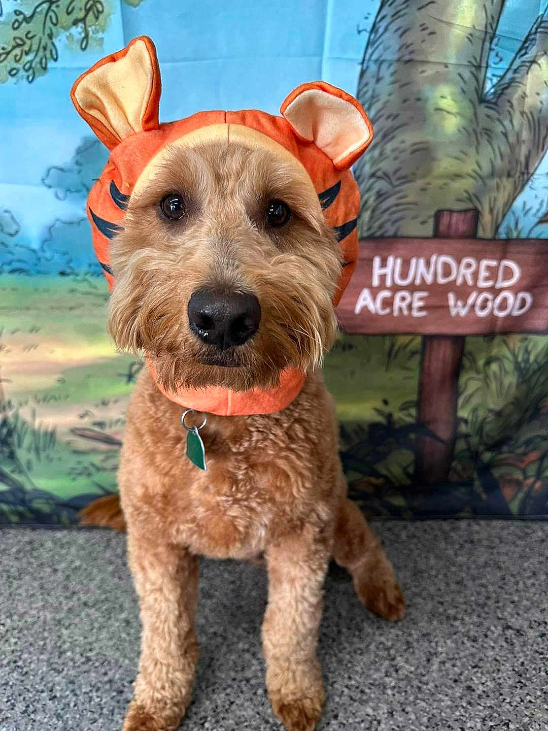 Gilbert is registered to the contest to win money with this photo: dog, costume, orange, hat, pet, animal, fur, cute, portrait, hundred_acre_wood, background, indoor, face, brown, eyes, nose, floor, collar, tag, whiskers