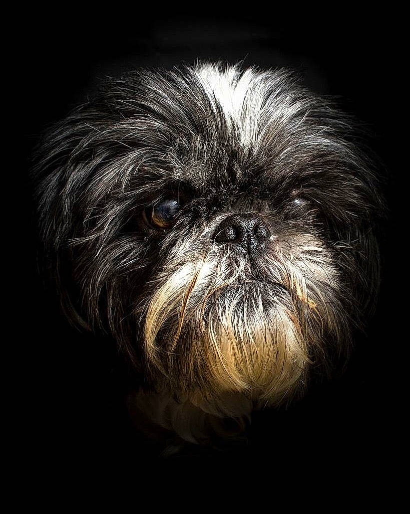 Nichisca is registered to the contest to win money with this photo: canidae, carnivore, companion_dog, darkness, dog, dog_breed, fur, liver, non_sporting_group, painting, pekapoo, puppy, shih_tzu, snout, sporting_group, terrestrial_animal, toy_dog, whiskers, wildlife, wrinkle