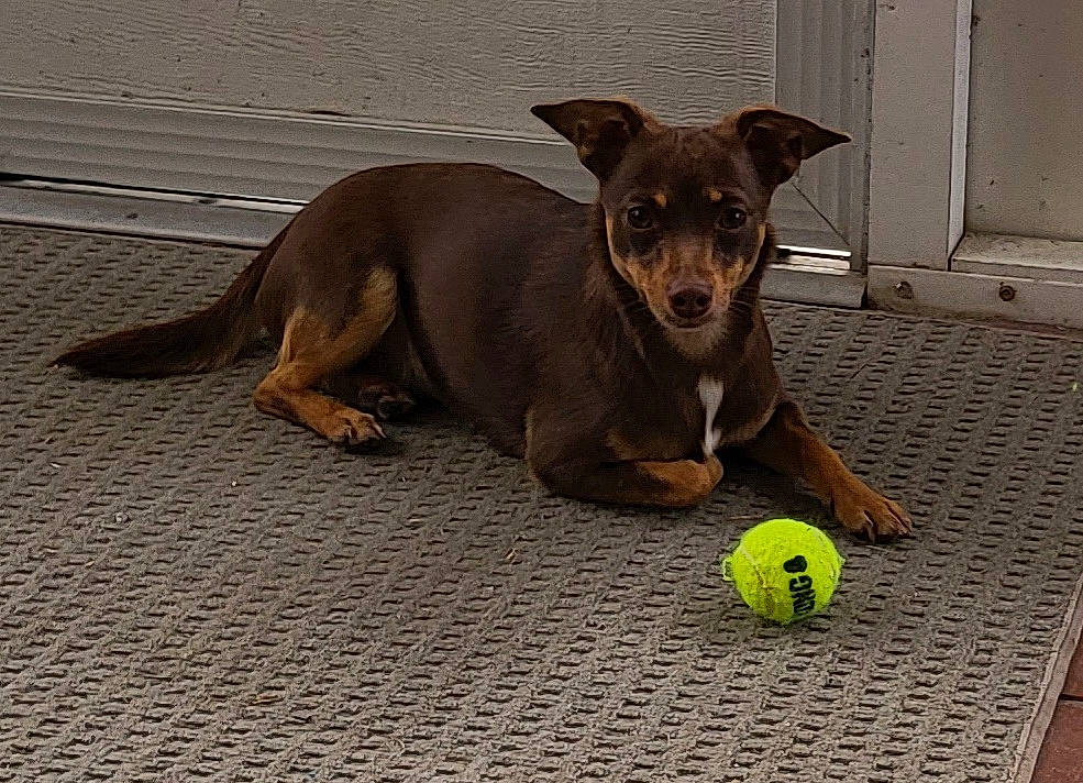 Kia joined the competition — help win amazing prizes! ball, carnivore, chihuahua, companion_dog, dog, dog_breed, dog_supply, fawn, flooring, pet_supply, road_surface, snout, sporting_group, sports_equipment, sports_toy, tennis_ball, tennis_equipment, toy_dog, whiskers, working_animal