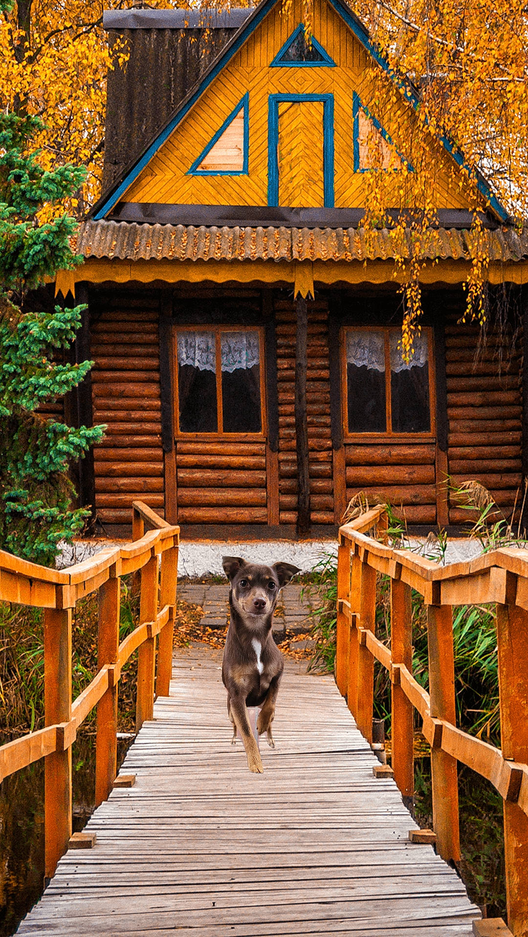 Kia is registered to the contest to win money with this photo: architecture, building, carnivore, cottage, dog, dog_breed, door, fawn, fence, hardwood, house, landscape, leisure, lumber, property, siding, window, wood, working_animal, yellow