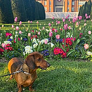Paco participe au concours pour gagner de l'argent avec cette photo : dog, dachshund, grass, flower_bed, tulips, flowers, trees, building, sky, outdoor, leash, greenery, nature, spring, pet, animal, sunlight, daylight, garden, park