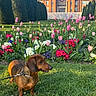 dog, dachshund, grass, flower_bed, tulips, flowers, trees, building, sky, outdoor, leash, greenery, nature, spring, pet, animal, sunlight, daylight, garden, park