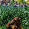 Paco a rejoint le concours — aidez-le/la à gagner de superbes lots ! dog, dachshund, flower_bed, tulips, grass, garden, spring, outdoor, greenery, blue_sky, trees, plants, nature, canine, pet, sunlight, flora, colorful, animal, portrait