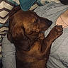 Paco a rejoint le concours — aidez-le/la à gagner de superbes lots ! dog, dachshund, pet, sleeping, nap, brown_fur, paw, person, gray_shirt, pillow, striped_pillow, cozy, indoor, resting, cute, animal, companion, relaxation, comfort, home