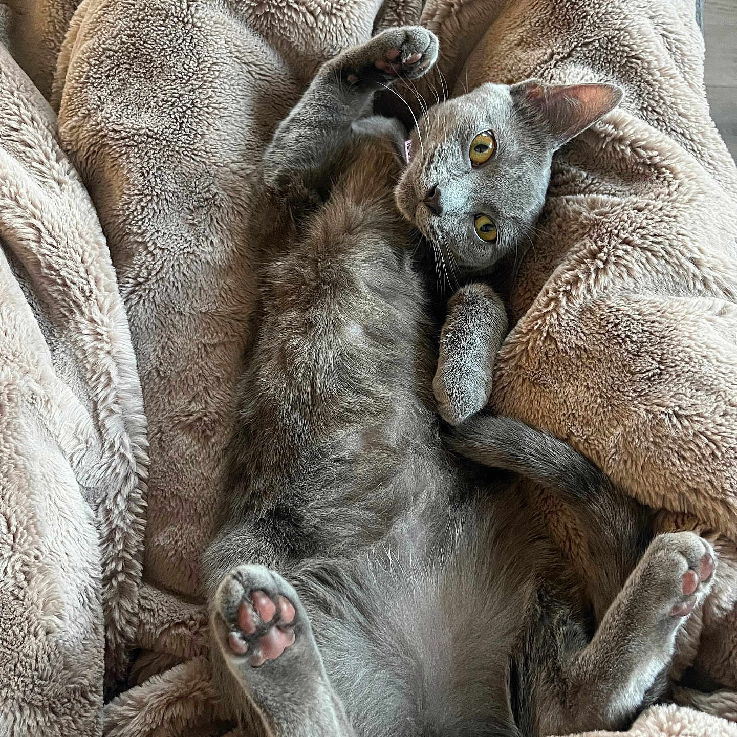 Lucy joined the competition — help win amazing prizes! animal, blanket, cat, cozy, cute, ears, feline, fur, gray_cat, indoor, lying_down, paw_pads, pet, pink_paws, relaxed, resting, sleepy, soft_texture, tail, whiskers