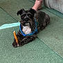 Zach is registered to the contest to win money with this photo: dog, small_dog, blue_harness, chew_stick, carpet, green_carpet, indoor, living_room, couch, bare_feet, person, pet, animal, cute, paw, resting, fur, black_dog, gray_dog, domestic_animal