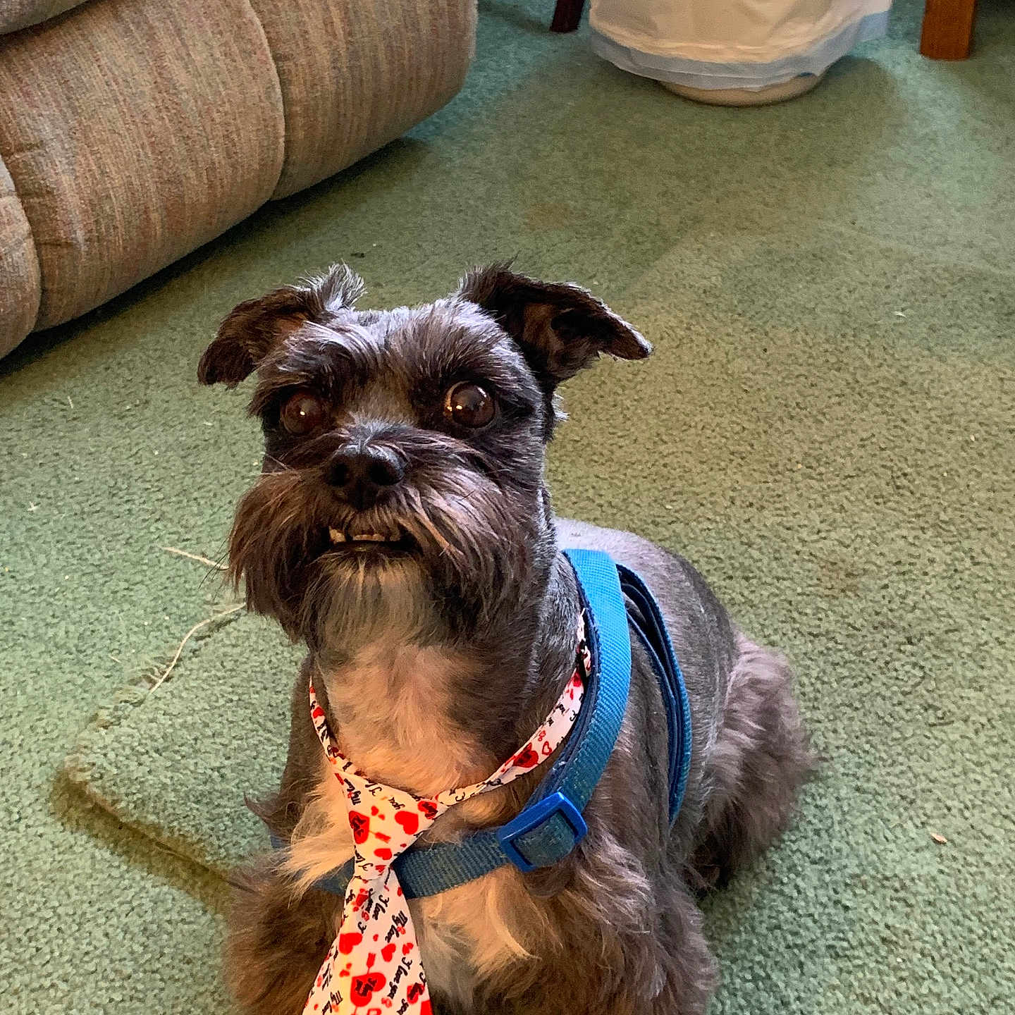 Zach joined the competition — help win amazing prizes! alert, animal, blue_harness, carpet, companion, couch, cute, dog, domestic, funny_expression, fur, furniture, household, indoor, pet, portrait, sitting, small_dog, tie, trash_bin